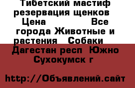 Тибетский мастиф резервация щенков › Цена ­ 100 000 - Все города Животные и растения » Собаки   . Дагестан респ.,Южно-Сухокумск г.